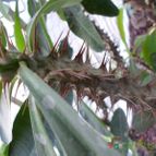 Collecion de dark morgoth