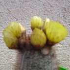 Collecion de davilillo