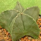 Astrophytum myriostigma fma. nudum