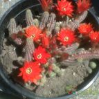 Collecion de denise