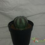 Collecion de depredador