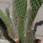 Collecion de desdeelorigen