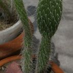 Collecion de desdeelorigen