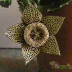 Collecion de desdeelorigen