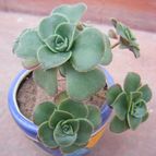 Collecion de desdeelorigen