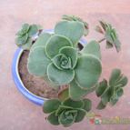 Collecion de desdeelorigen