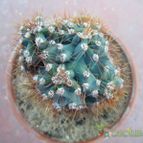 Collecion de desdeelorigen