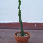 Collecion de desdeelorigen