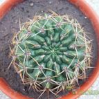 Collecion de desdeelorigen