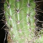 Collecion de desdeelorigen