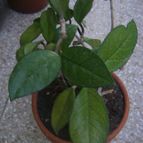 Collecion de desdeelorigen