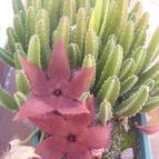 Collecion de desdeelorigen