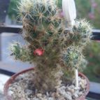 Collecion de desdeelorigen