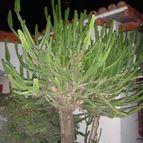 Collecion de desdeelorigen