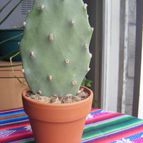 Collecion de desdeelorigen