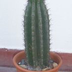 Collecion de desdeelorigen