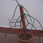 Collecion de desdeelorigen