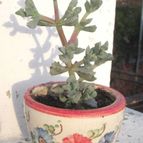 Collecion de desdeelorigen