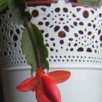 Collecion de desdeelorigen