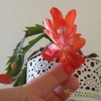 Collecion de desdeelorigen