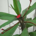 Collecion de desdeelorigen