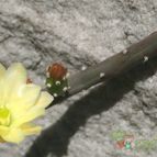 Collecion de desdeelorigen
