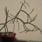 Collecion de desdeelorigen