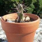 Collecion de desdeelorigen