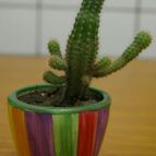 Collecion de desdeelorigen
