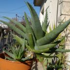Collecion de desdeelorigen
