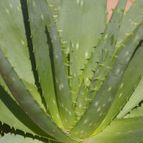 Collecion de desdeelorigen