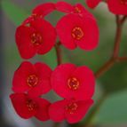 Collecion de desdeelorigen