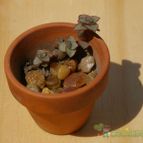 Collecion de desdeelorigen