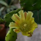 Collecion de desdeelorigen