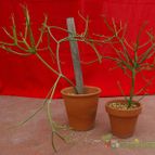 Collecion de desdeelorigen