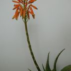 Collecion de desdeelorigen