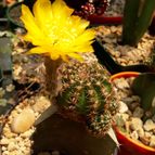 Collecion de donalelenilson