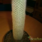Collecion de dragon19