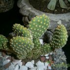 Collecion de dragon19