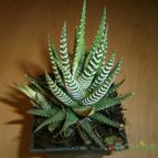 Collecion de dragon19