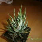Collecion de dragon19