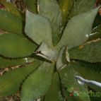 Collecion de dragon19