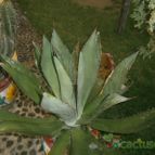 Collecion de dragon19