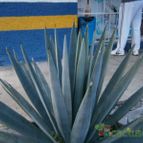 Agave tequilana  