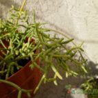 Rhipsalis cereuscula