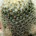 Collecion de drjavier