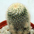 Collecion de drjavier