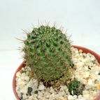 Collecion de drjavier