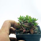 Collecion de drjavier