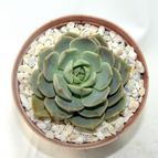 Collecion de drjavier